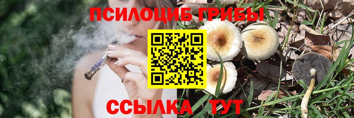 Псилоцибиновые грибы Psilocybine cubensis Камышлов
